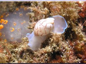 LoxPix Sub-Aqua Image