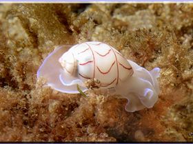 LoxPix Sub-Aqua Image