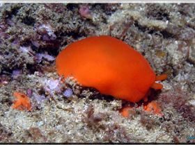 LoxPix Sub-Aqua Image