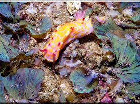 LoxPix Sub-Aqua Image