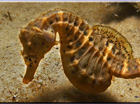 LoxPix Sub-Aqua Image