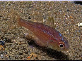 LoxPix Sub-Aqua Image