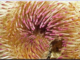 LoxPix Sub-Aqua Image