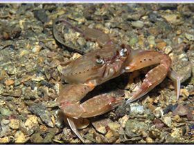 LoxPix Sub-Aqua Image