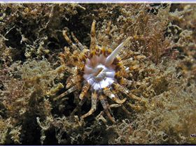 LoxPix Sub-Aqua Image