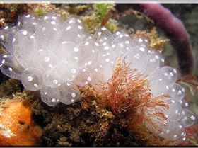 LoxPix Sub-Aqua Image