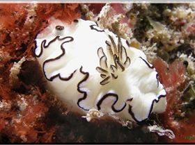 LoxPix Sub-Aqua Image