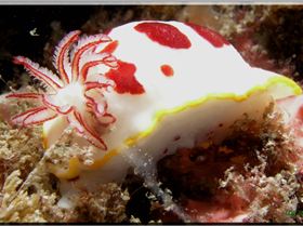 LoxPix Sub-Aqua Image