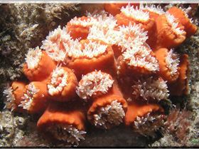 LoxPix Sub-Aqua Image