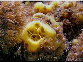 LoxPix Sub-Aqua Image