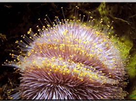 LoxPix Sub-Aqua Image