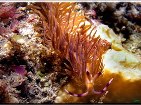 LoxPix Sub-Aqua Image