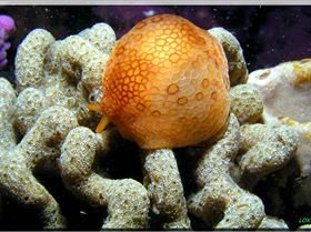 LoxPix Sub-Aqua Image