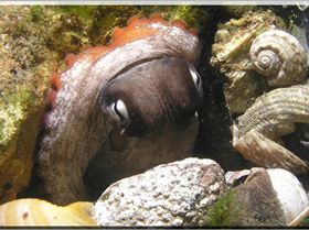 LoxPix Sub-Aqua Image