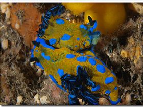 LoxPix Sub-Aqua Image