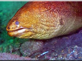 LoxPix Sub-Aqua Image