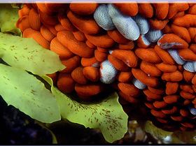 LoxPix Sub-Aqua Image