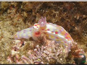 LoxPix Sub-Aqua Image