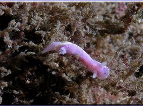 LoxPix Sub-Aqua Image