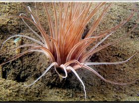 LoxPix Sub-Aqua Image