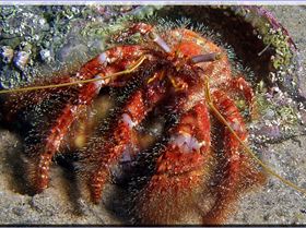 LoxPix Sub-Aqua Image