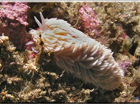 LoxPix Sub-Aqua Image