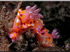 LoxPix Sub-Aqua Image