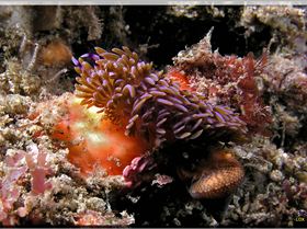 LoxPix Sub-Aqua Image