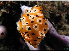 LoxPix Sub-Aqua Image