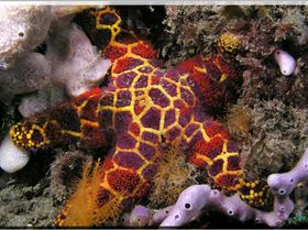 LoxPix Sub-Aqua Image