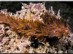 LoxPix Sub-Aqua Image