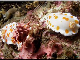 LoxPix Sub-Aqua Image