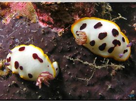 LoxPix Sub-Aqua Image