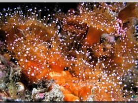 LoxPix Sub-Aqua Image