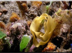 LoxPix Sub-Aqua Image