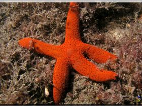 LoxPix Sub-Aqua Image