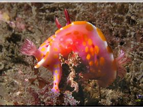 LoxPix Sub-Aqua Image