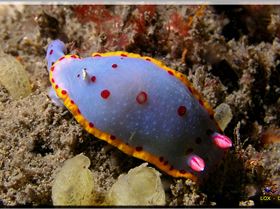 LoxPix Sub-Aqua Image