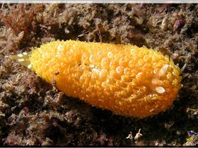 LoxPix Sub-Aqua Image