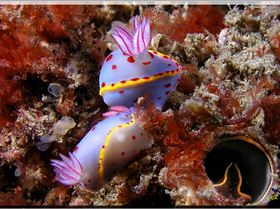 LoxPix Sub-Aqua Image