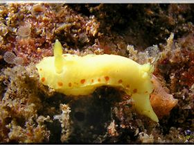 LoxPix Sub-Aqua Image