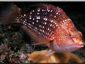 LoxPix Sub-Aqua Image