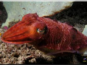 LoxPix Sub-Aqua Image