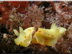 LoxPix Sub-Aqua Image