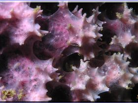 LoxPix Sub-Aqua Image