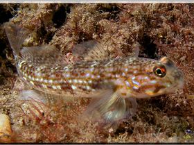 LoxPix Sub-Aqua Image