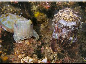 LoxPix Sub-Aqua Image