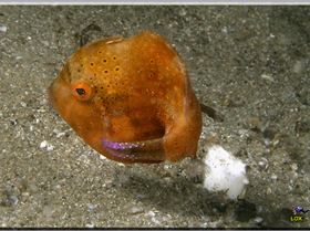 LoxPix Sub-Aqua Image