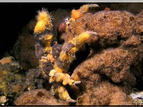 LoxPix Sub-Aqua Image