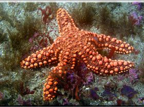 LoxPix Sub-Aqua Image